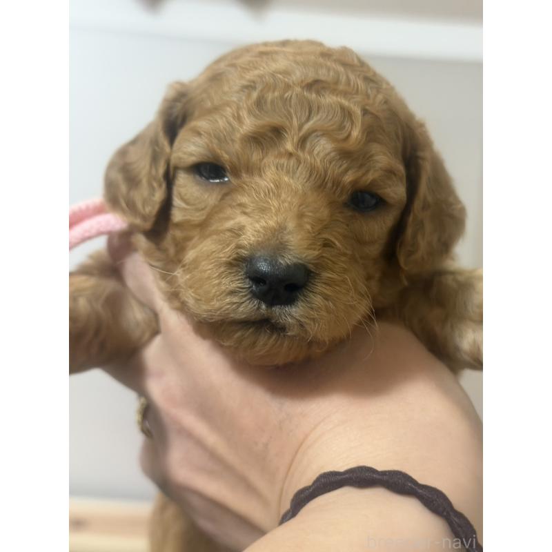 販売中の群馬県のスタンダードプードル-445683の5枚目