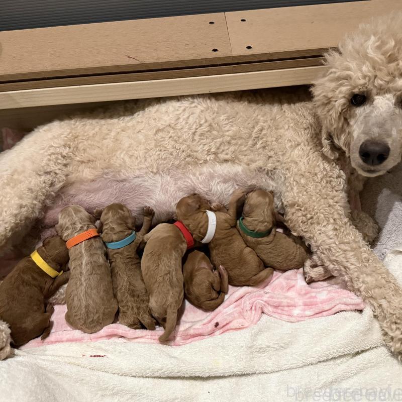 販売中の群馬県のスタンダードプードル-445683の3枚目