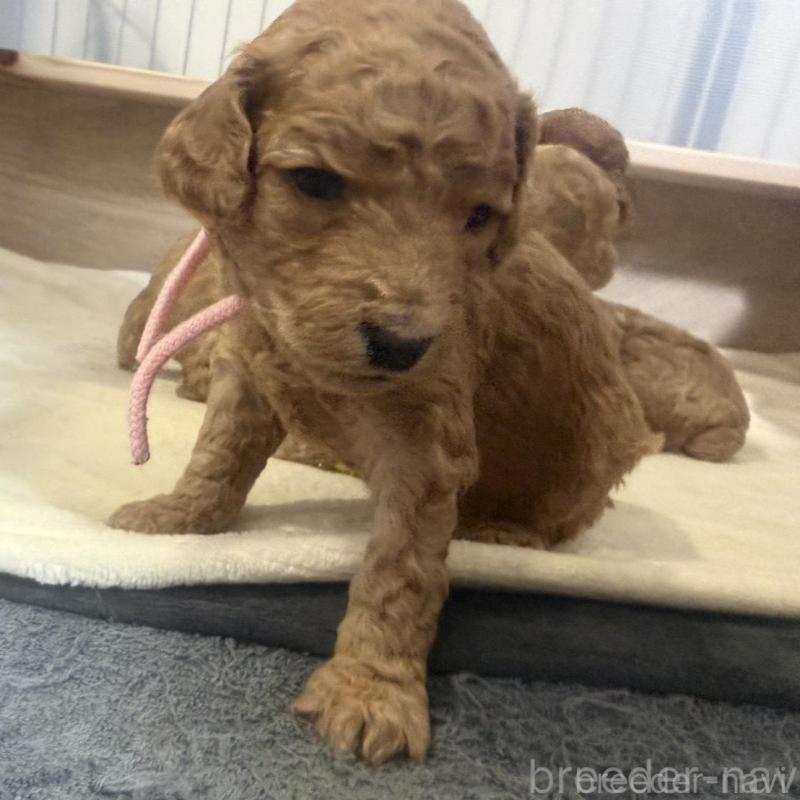 販売中の群馬県のスタンダードプードル-445683の2枚目