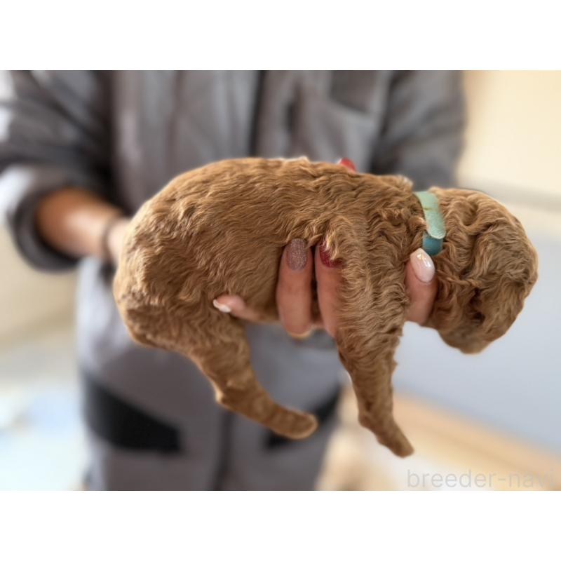 販売中の群馬県のスタンダードプードル-445684の8枚目