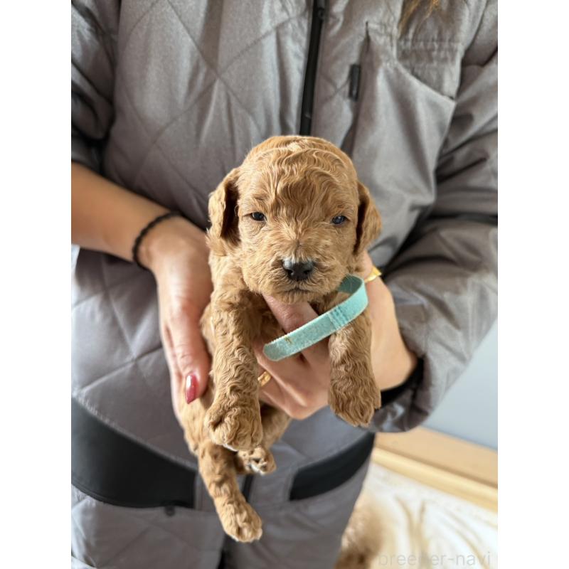 販売中の群馬県のスタンダードプードル-445684の7枚目