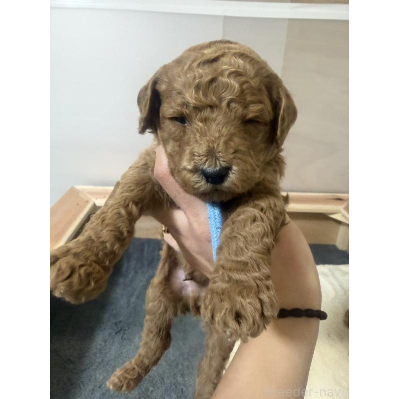 販売中の群馬県のスタンダードプードル-445684の6枚目