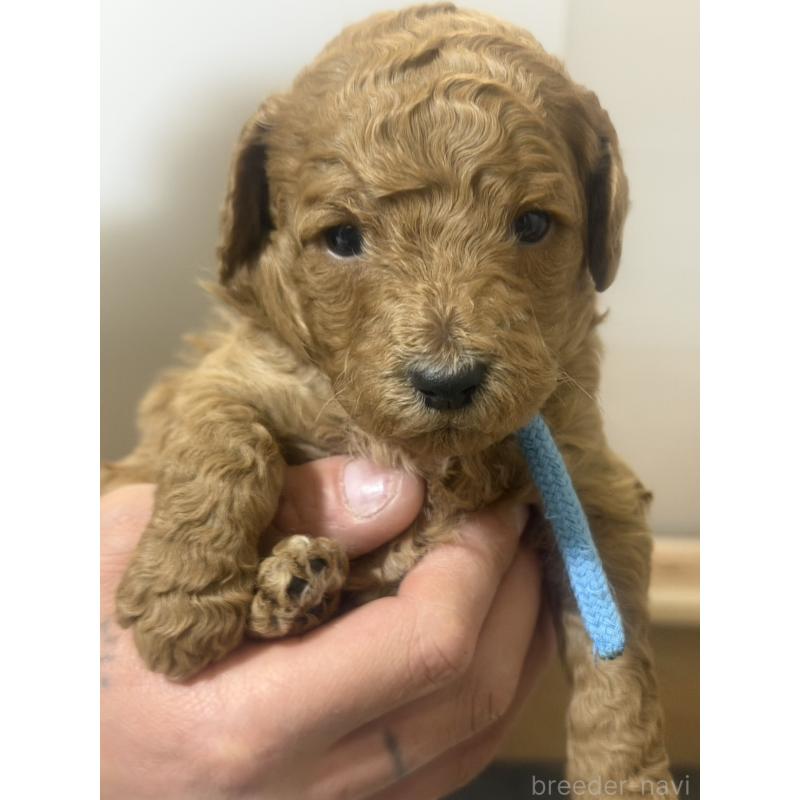 販売中の群馬県のスタンダードプードル-445684の5枚目