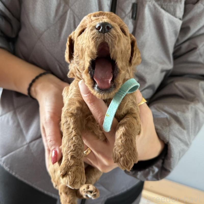 販売中の群馬県のスタンダードプードル-445684の4枚目