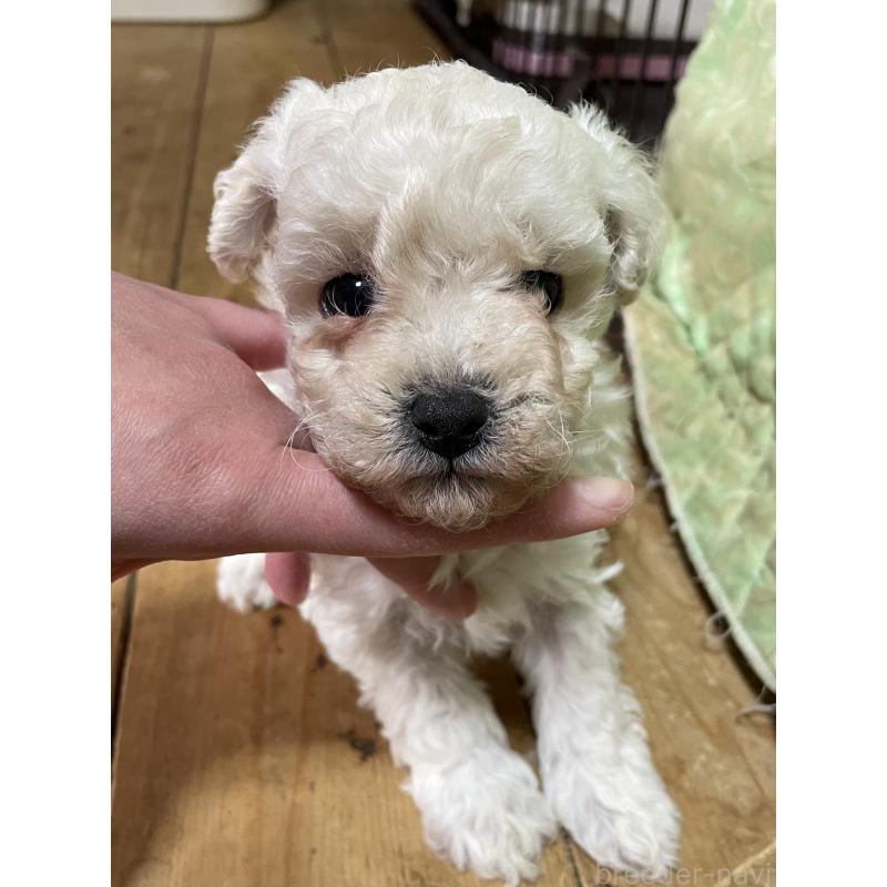 販売中の静岡県のトイプードル-445688の2枚目