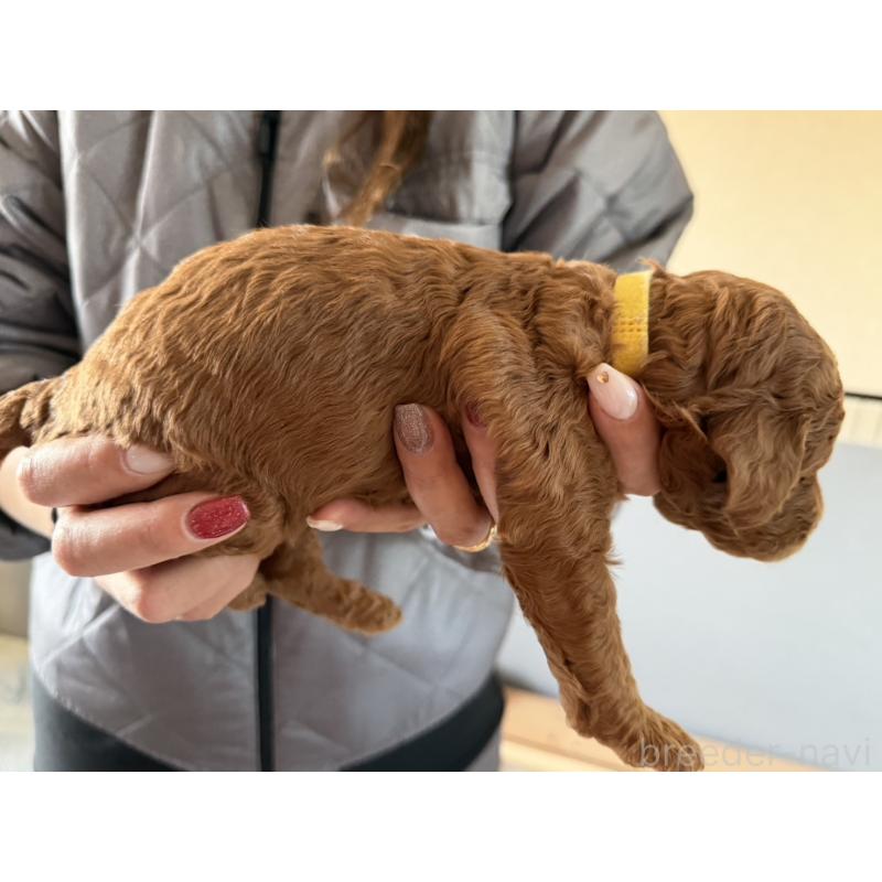 販売中の群馬県のスタンダードプードル-445685の7枚目