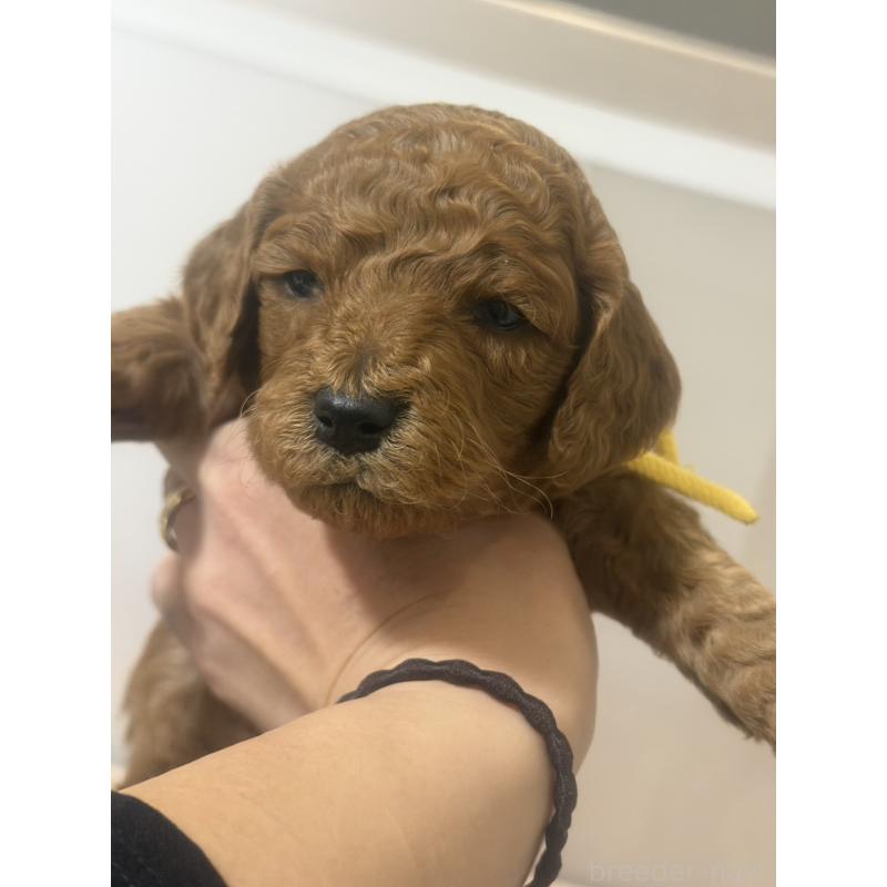 販売中の群馬県のスタンダードプードル-445685の6枚目