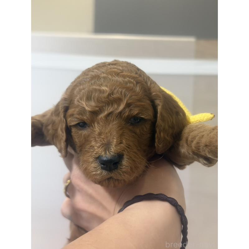 販売中の群馬県のスタンダードプードル-445685の5枚目