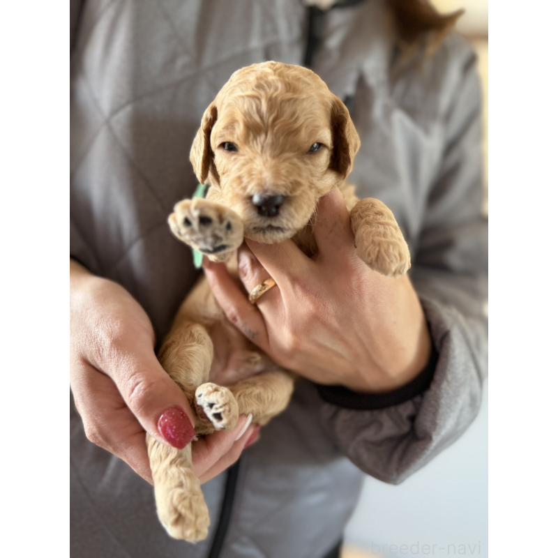 販売中の群馬県のスタンダードプードル-445687の6枚目