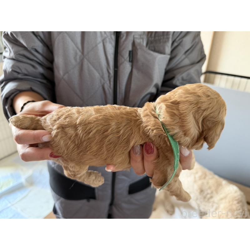 販売中の群馬県のスタンダードプードル-445687の5枚目