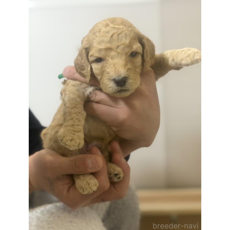 販売中の群馬県のスタンダードプードル-445687の3枚目