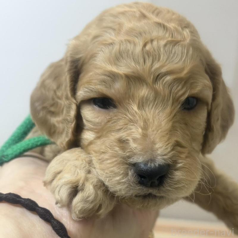 販売中の群馬県のスタンダードプードル-445687