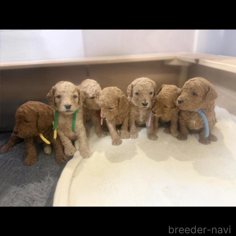 販売中の群馬県のスタンダードプードル-445687の2枚目