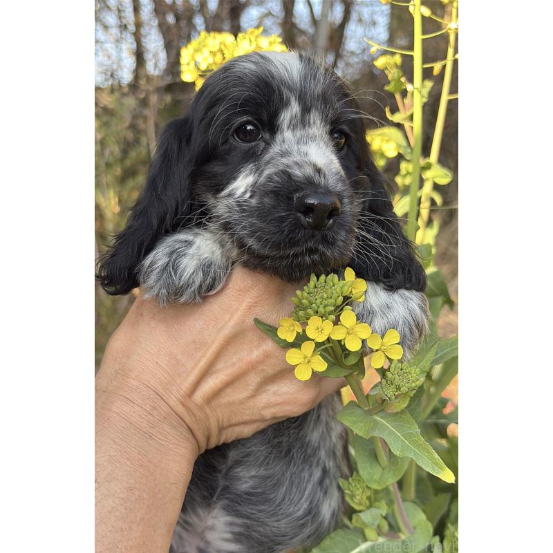 販売中の佐賀県のイングリッシュコッカースパニエル-445689の3枚目