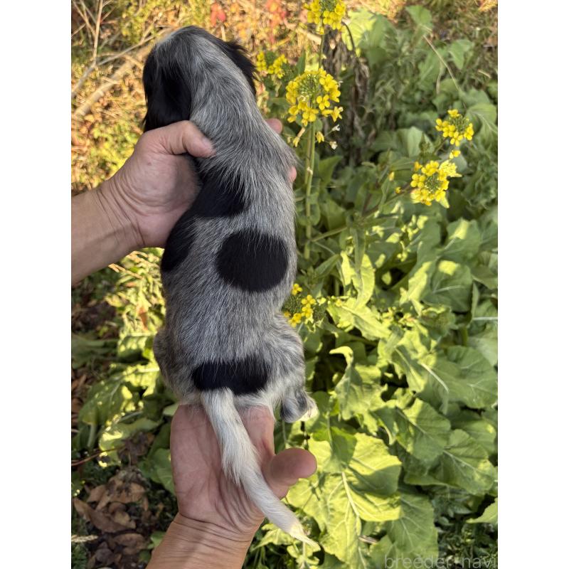 販売中の佐賀県のイングリッシュコッカースパニエル-445689の2枚目