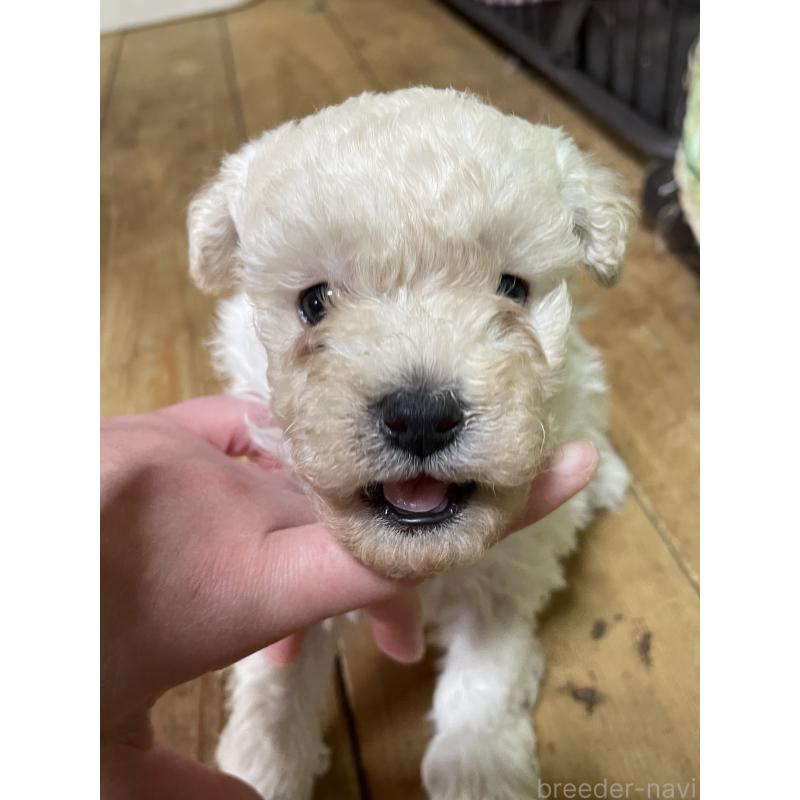 販売中の静岡県のトイプードル-445691の2枚目