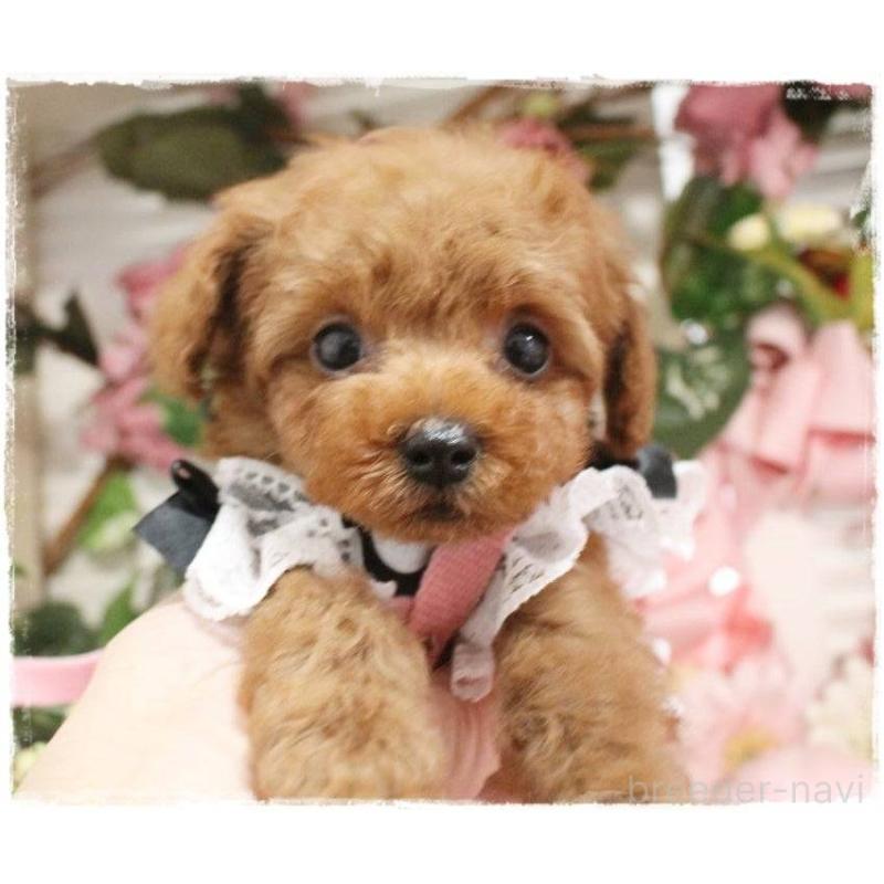 販売中の岡山県のトイプードル-445690の7枚目