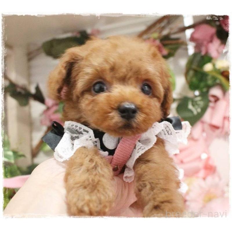 販売中の岡山県のトイプードル-445690の8枚目
