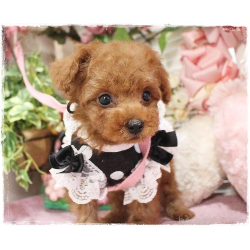 販売中の岡山県のトイプードル-445690の6枚目