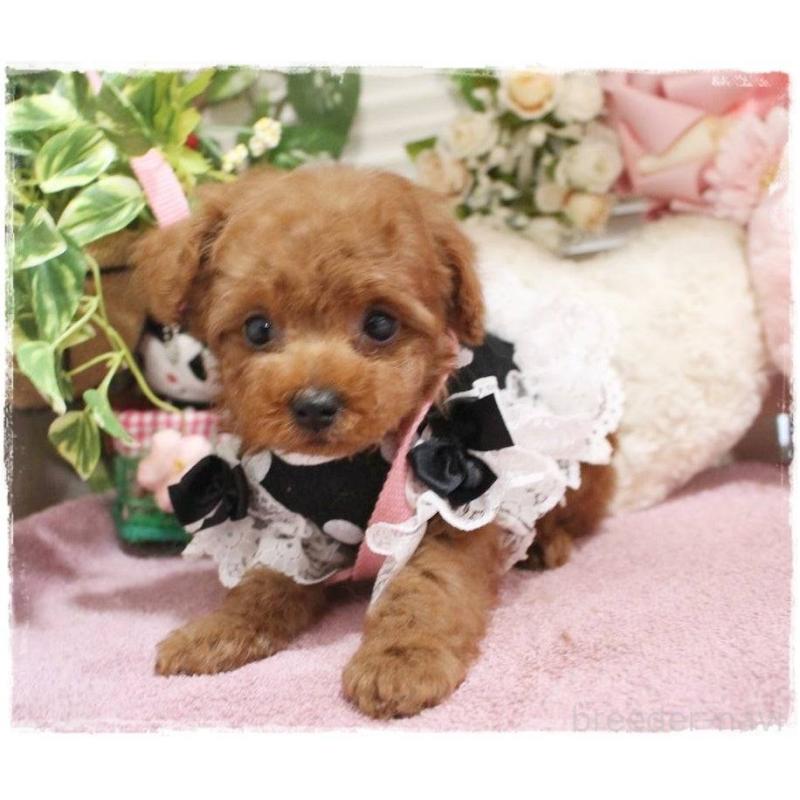 販売中の岡山県のトイプードル-445690の5枚目