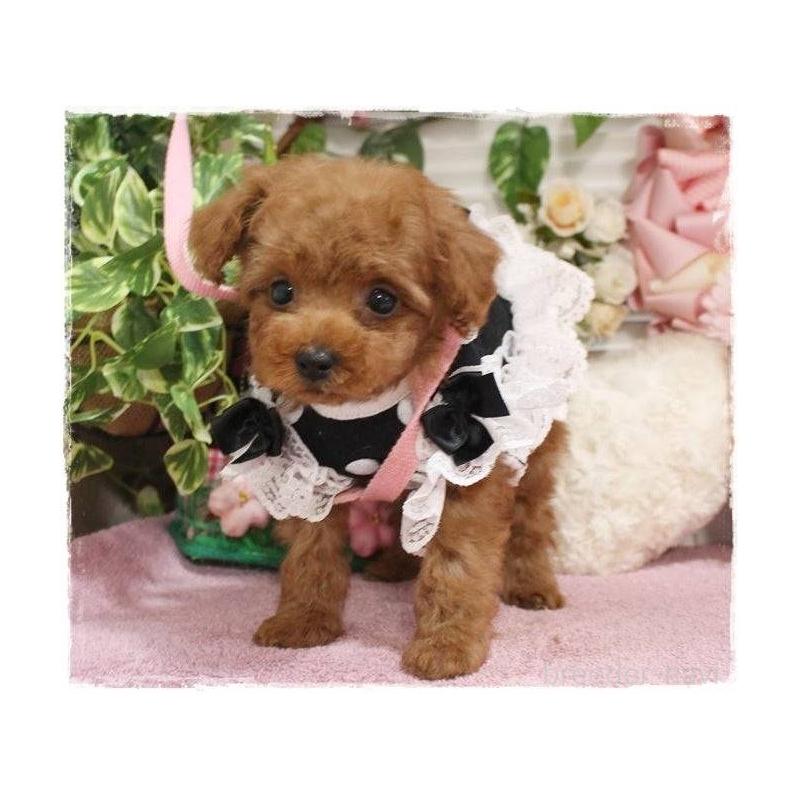 販売中の岡山県のトイプードル-445690の3枚目