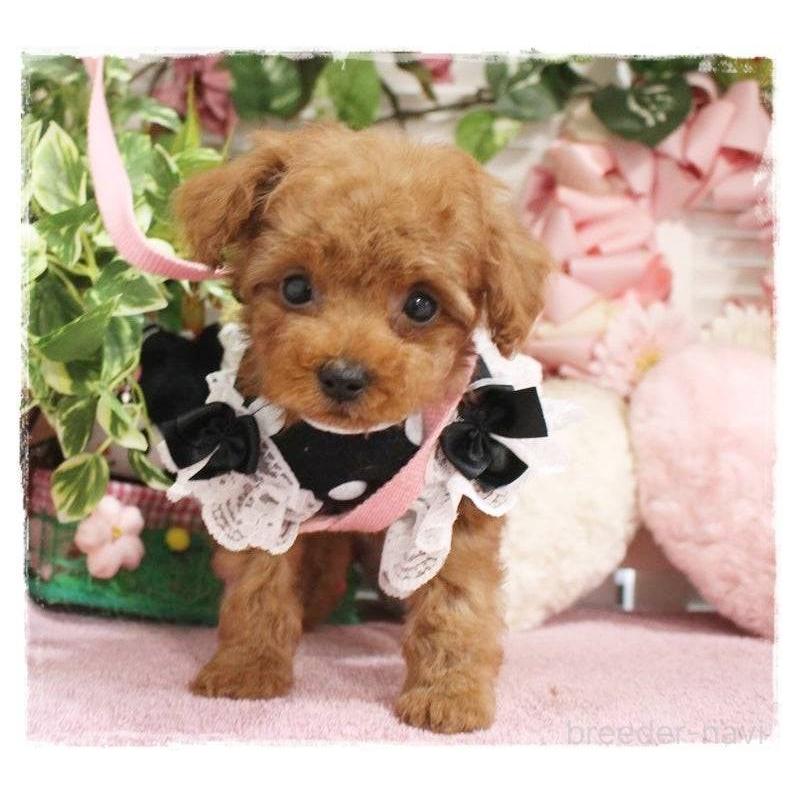 販売中の岡山県のトイプードル-445690の4枚目