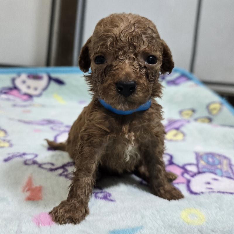 販売中の岡山県のトイプードル-445692の1枚目