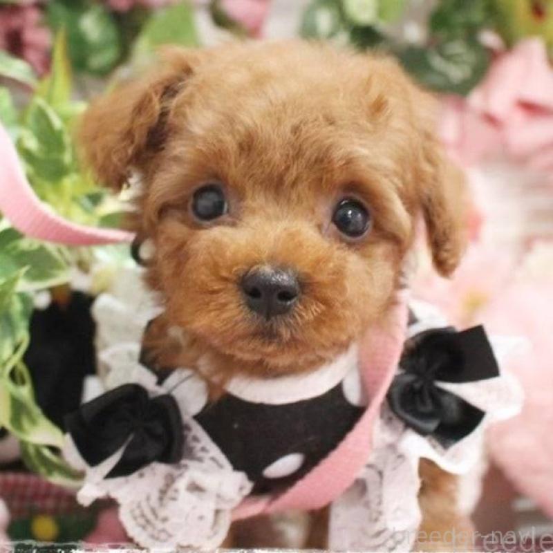 販売中の岡山県のトイプードル-445690の1枚目