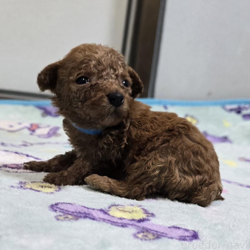 販売中の岡山県のトイプードル-445692の3枚目