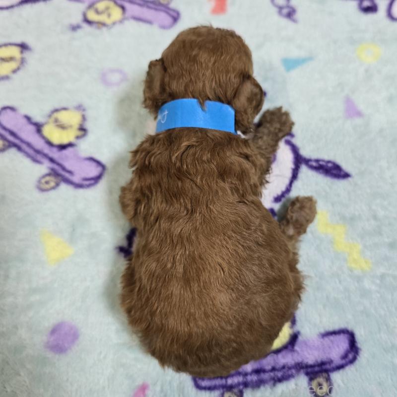 販売中の岡山県のトイプードル-445692の2枚目