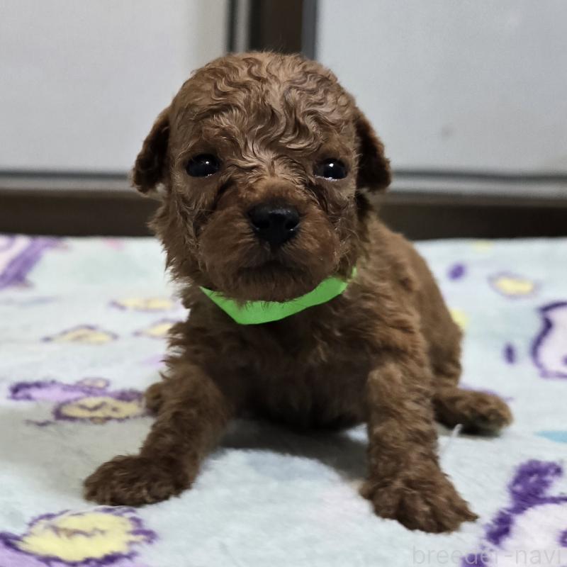 販売中の岡山県のトイプードル-445693