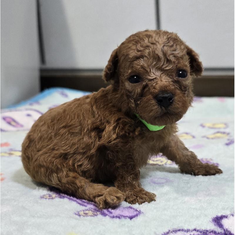 販売中の岡山県のトイプードル-445693の4枚目