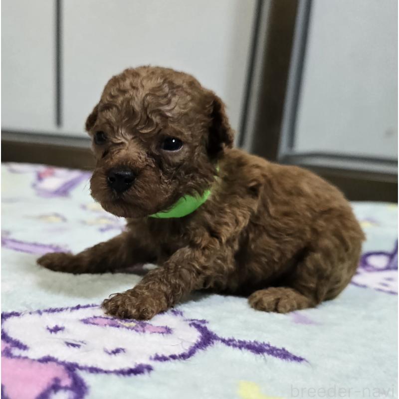 販売中の岡山県のトイプードル-445693の3枚目