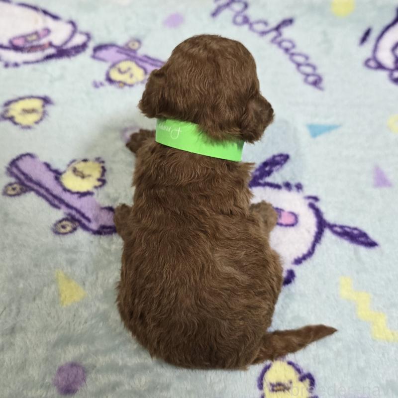 販売中の岡山県のトイプードル-445693の2枚目