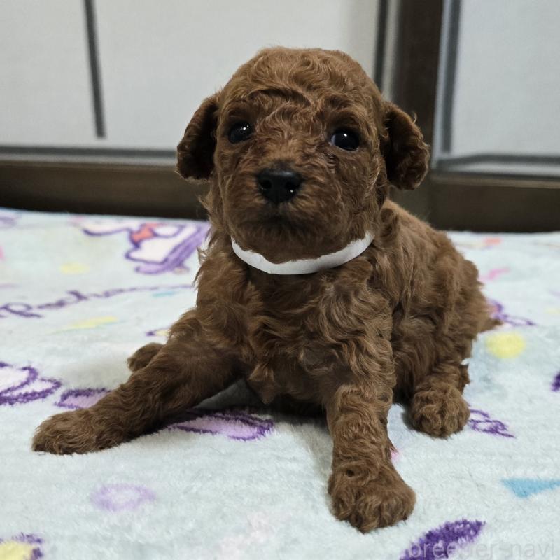 販売中の岡山県のトイプードル-445694