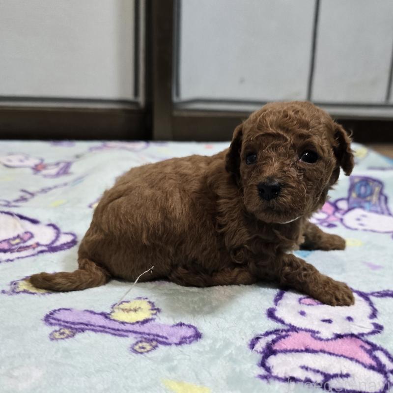 販売中の岡山県のトイプードル-445694の4枚目