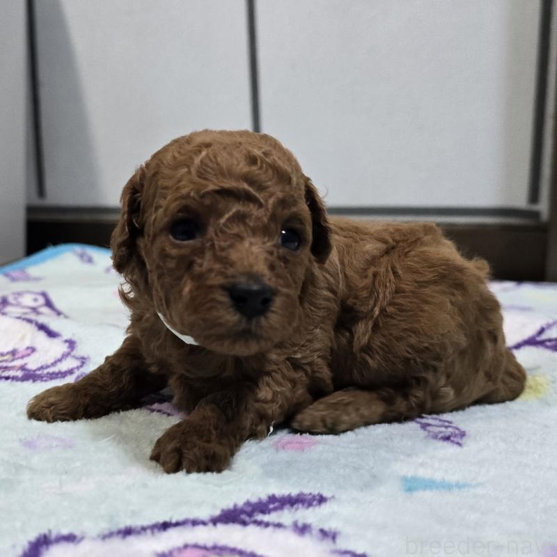 販売中の岡山県のトイプードル-445694の3枚目