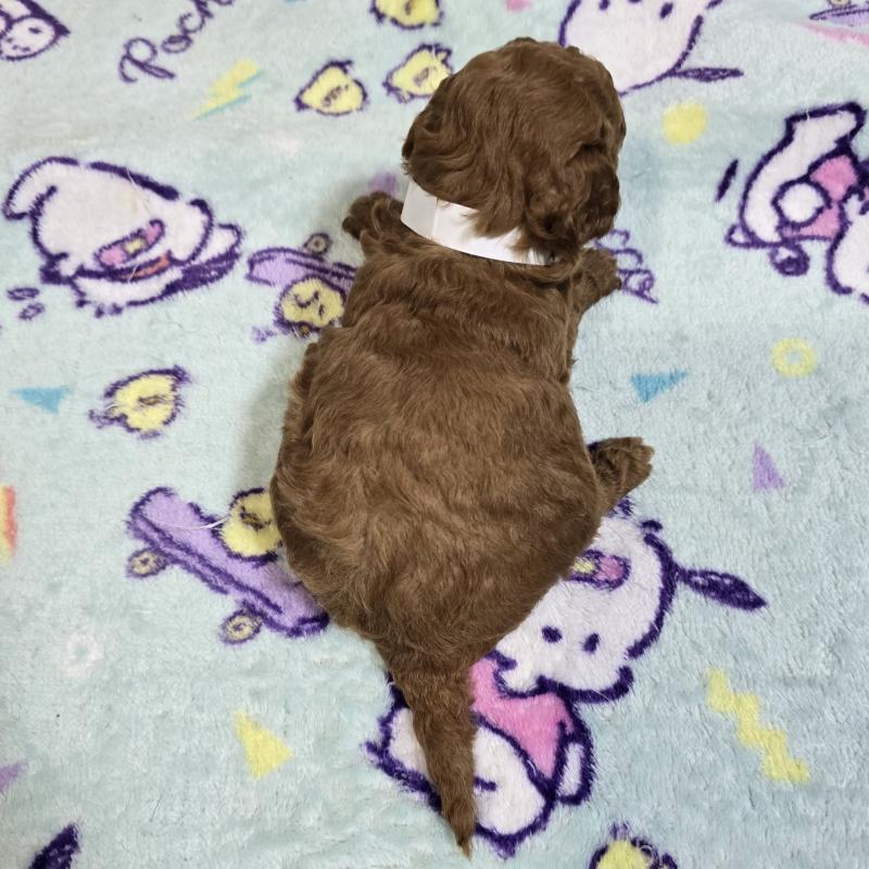 販売中の岡山県のトイプードル-445694の2枚目