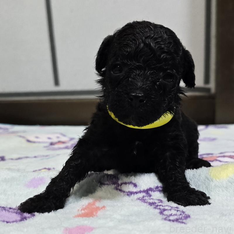 販売中の岡山県のトイプードル-445695の1枚目