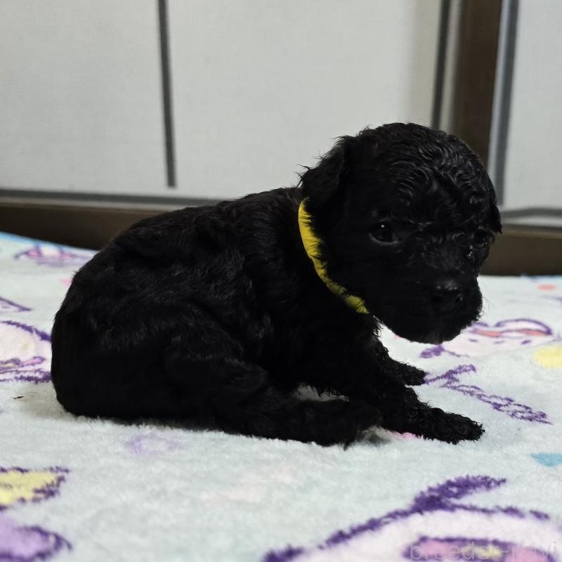 販売中の岡山県のトイプードル-445695の4枚目