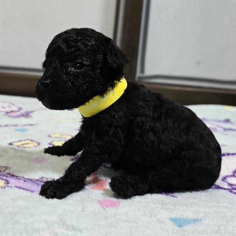 販売中の岡山県のトイプードル-445695の3枚目