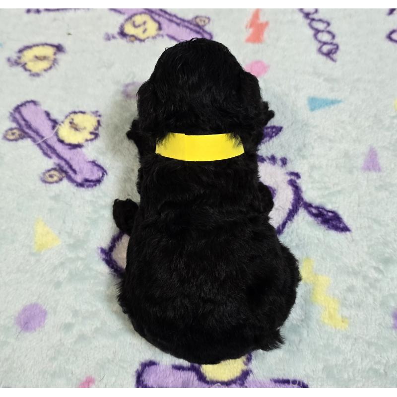 販売中の岡山県のトイプードル-445695の2枚目