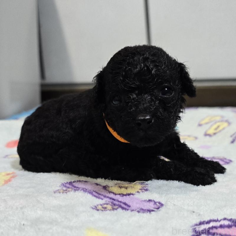 販売中の岡山県のトイプードル-445696の4枚目