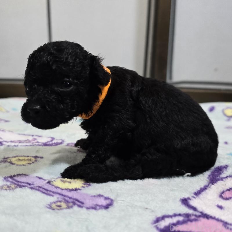 販売中の岡山県のトイプードル-445696の3枚目