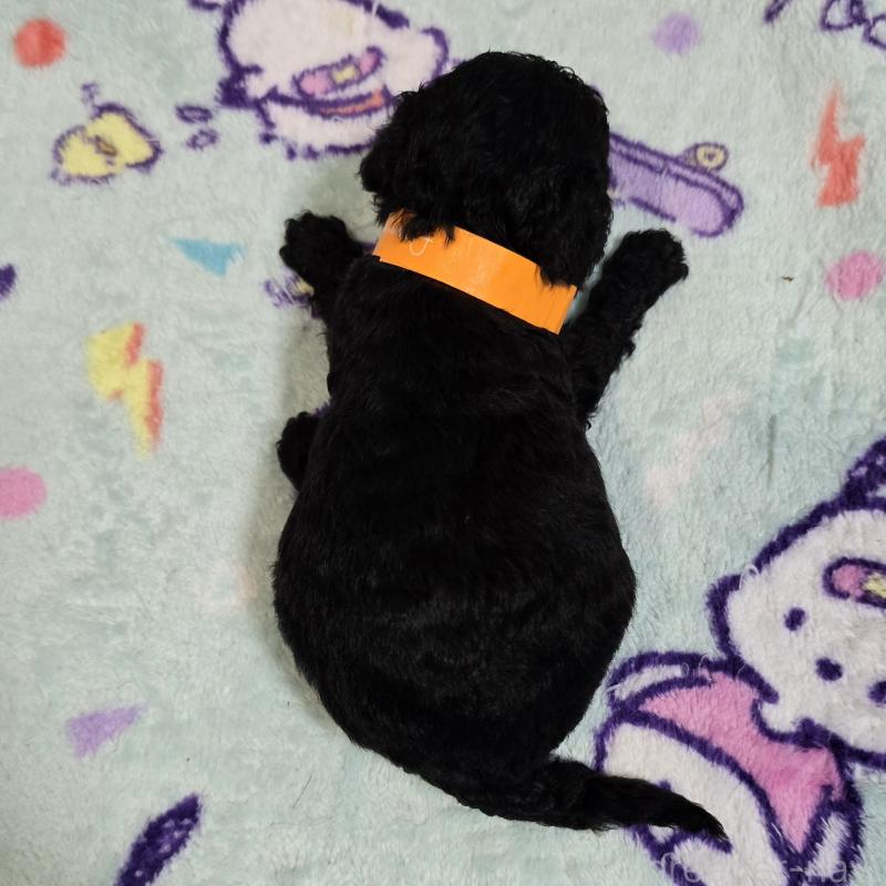 販売中の岡山県のトイプードル-445696の2枚目