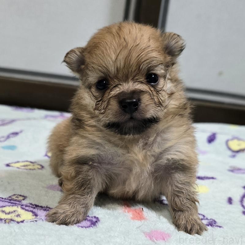 販売中の岡山県のポメラニアン-445697の1枚目