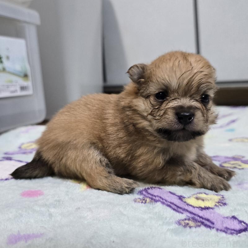 販売中の岡山県のポメラニアン-445697の4枚目