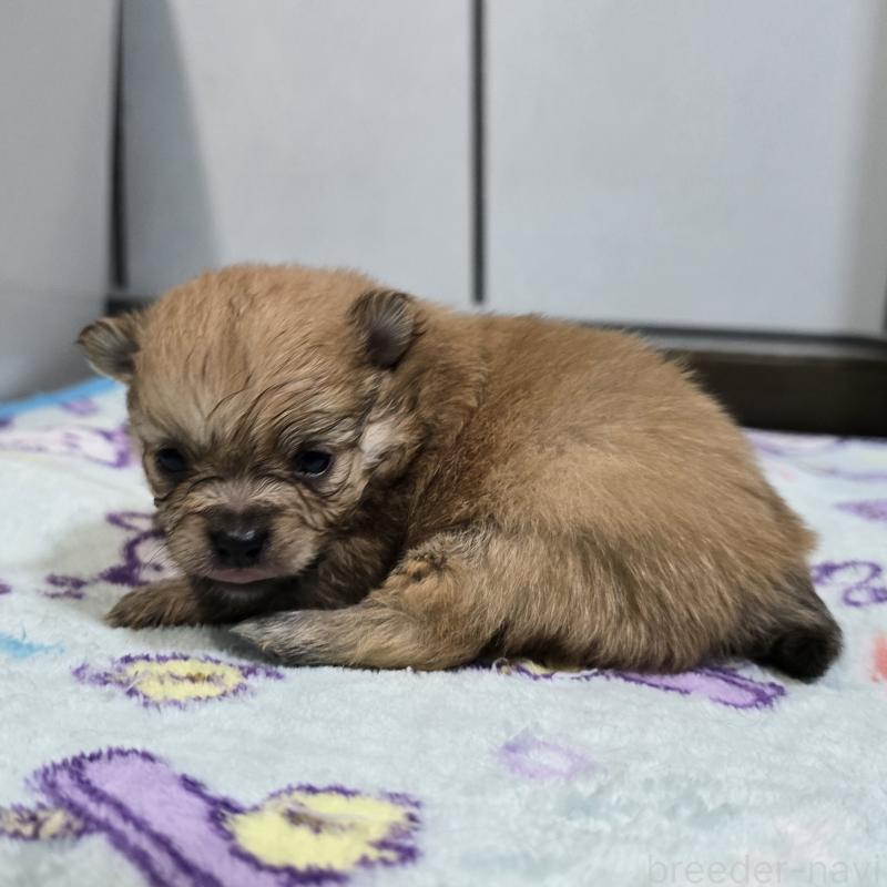 販売中の岡山県のポメラニアン-445697の3枚目