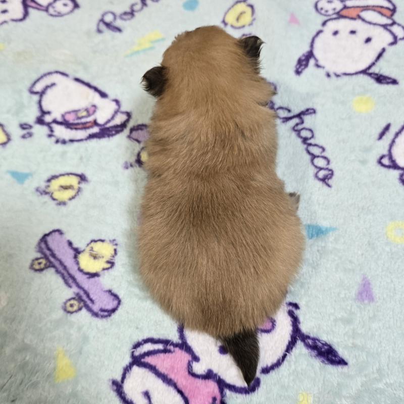 販売中の岡山県のポメラニアン-445697の2枚目