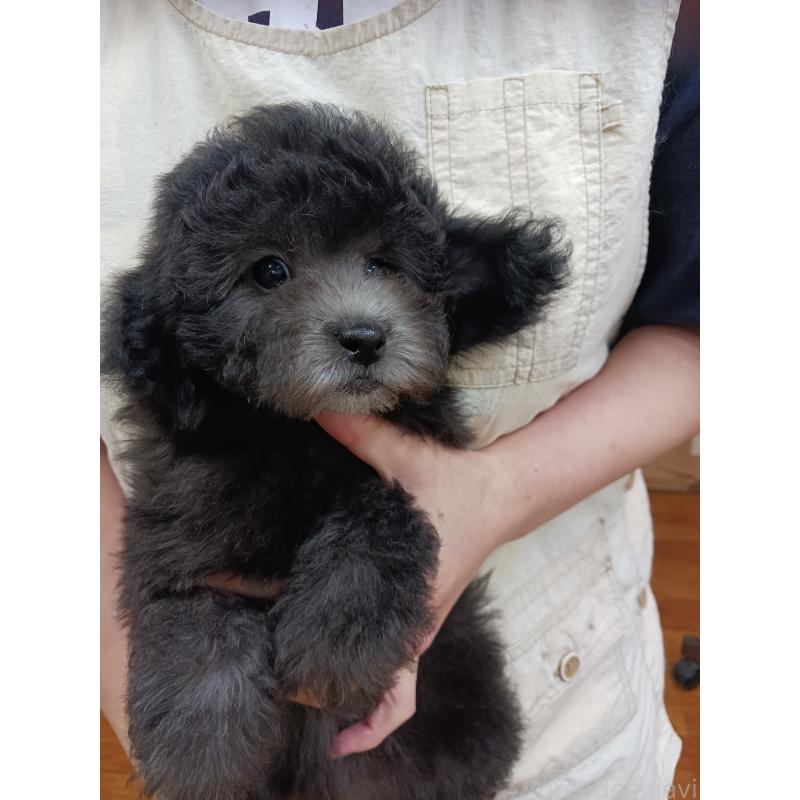 販売中の静岡県のトイプードル-445698の3枚目